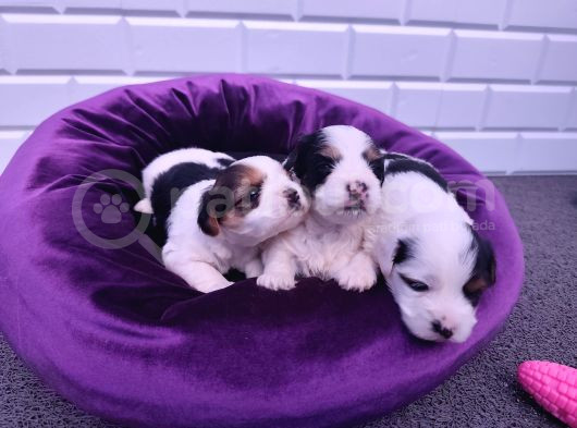 Onlar Çok Özel Morkie Yavruları görsel