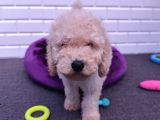 Çok Uygun Dev Poodle Yavrularimiz