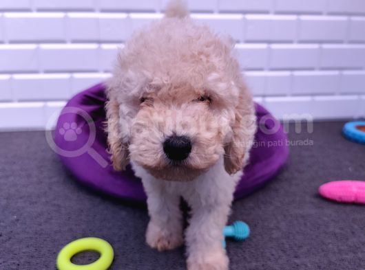 Çok Uygun Dev Poodle Yavrularimiz görsel