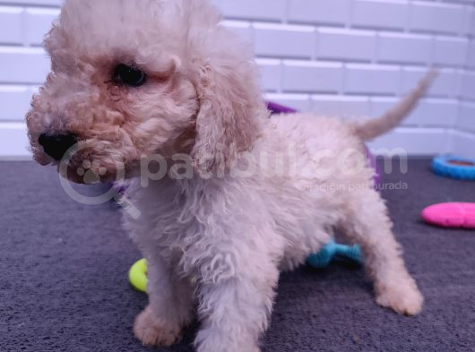 Çok Uygun Dev Poodle Yavrularimiz görsel