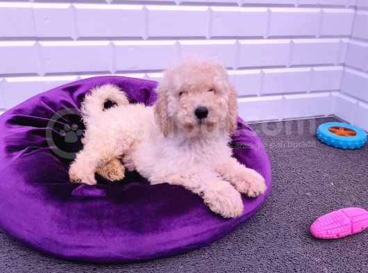 Çok Uygun Dev Poodle Yavrularimiz görsel