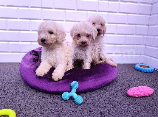 Çok Uygun Dev Poodle Yavrularimiz