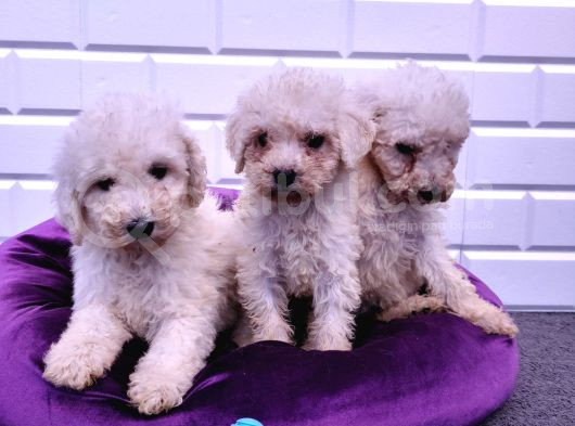 Çok Uygun Dev Poodle Yavrularimiz görsel