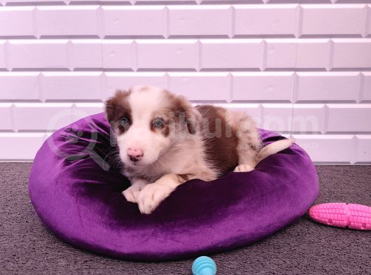 A Kalite Border Collie Yavrularımız görsel