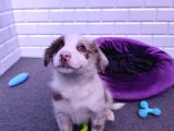 A Kalite Border Collie Yavrularımız