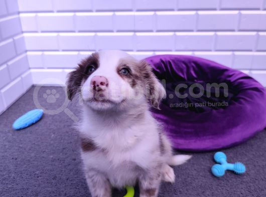 A Kalite Border Collie Yavrularımız görsel