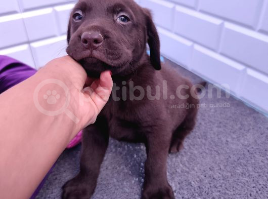 Sevimli Labrador Yavrularımız görsel