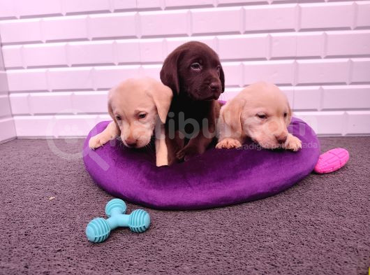 Şapşik Labrador Yavrularımız görsel