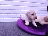 Sevimli Labrador Yavrularımız