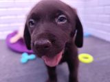 Şapşik Labrador Yavrularımız