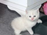 Safkan Beyaz British Shorthair Yavrularımız Yeni Yuvalarını