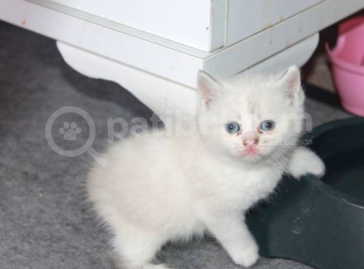 Safkan Beyaz British Shorthair Yavrularımız Yeni Yuvalarını görsel