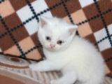 Safkan Beyaz British Shorthair Yavrularımız Yeni Yuvalarını
