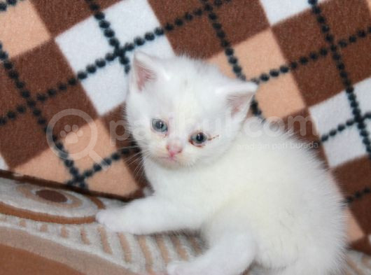 Safkan Beyaz British Shorthair Yavrularımız Yeni Yuvalarını görsel