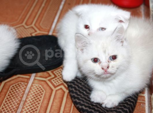 Safkan Beyaz British Shorthair Yavrularımız Yeni Yuvalarını görsel