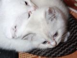 Safkan Beyaz British Shorthair Yavrularımız Yeni Yuvalarını
