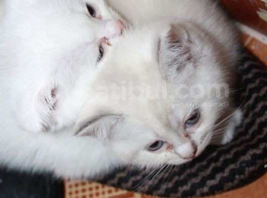 Safkan Beyaz British Shorthair Yavrularımız Yeni Yuvalarını görsel