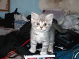 Safkan Beyaz British Shorthair Yavrularımız Yeni Yuvalarını
