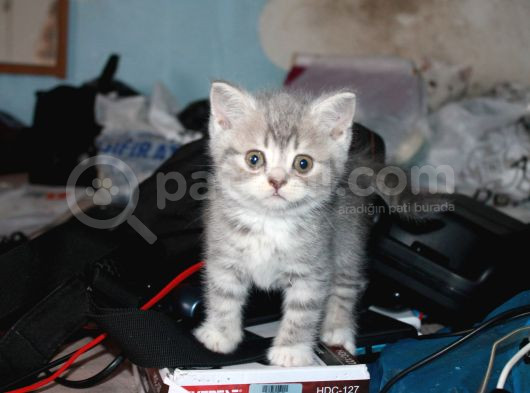 Safkan Beyaz British Shorthair Yavrularımız Yeni Yuvalarını