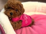 Toypoodle  Bebekleri