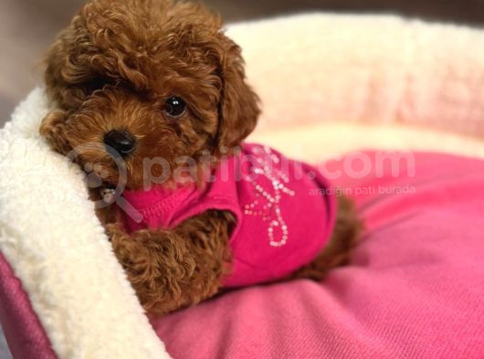 Toypoodle  Bebekleri görsel
