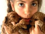 Aileden Orjinal Scrli  Teacup Toy Poddle Yavruları