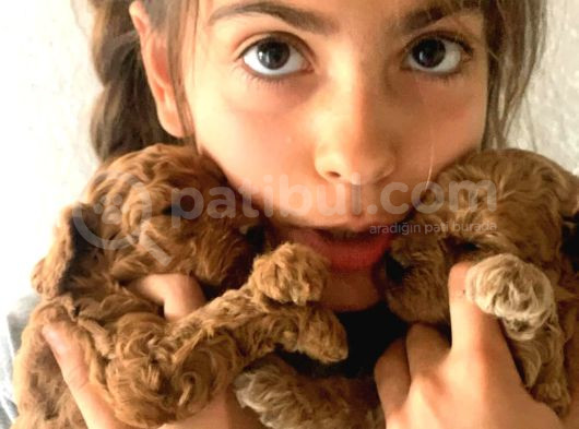 Aileden Orjinal Scrli  Teacup Toy Poddle Yavruları görsel