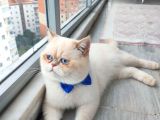 Son Bebeklerim Ailesini Arıyor