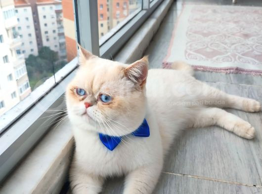 Son Bebeklerim Ailesini Arıyor görsel