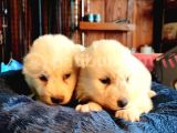 Bembeyaz Güzellik Safkan Samoyed Yavrusu