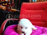 Bembeyaz Güzellik Safkan Samoyed Yavrusu