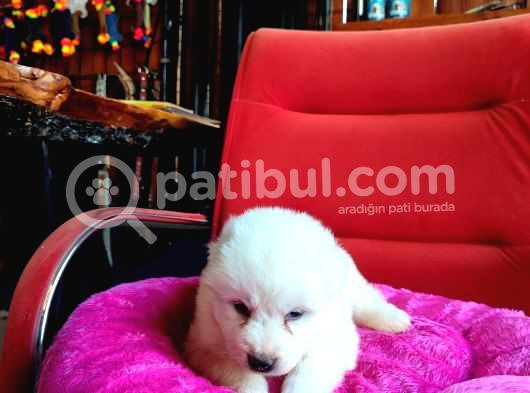 Bembeyaz Güzellik Safkan Samoyed Yavrusu görsel