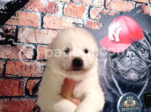 Bembeyaz Güzellik Safkan Samoyed Yavrusu