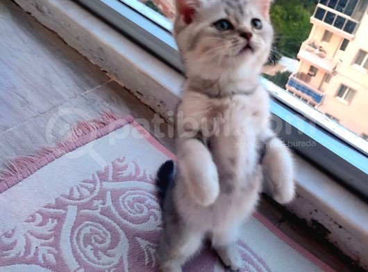 Son Bebeklerim Ailesini Arıyor görsel