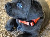 Cane Corso Safkan Di̇şi̇ Erkek Yavrularimiz
