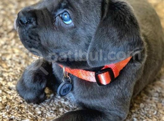 Cane Corso Safkan Di̇şi̇ Erkek Yavrularimiz görsel