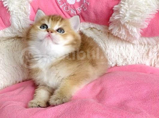 Kali̇te Sevenlere Özel Golden Ny12 Orange Bri̇ti̇sh görsel