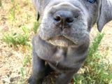 Cane Corso Safkan Di̇şi̇ Erkek Yavrularimiz