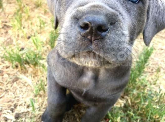 Cane Corso Safkan Di̇şi̇ Erkek Yavrularimiz görsel
