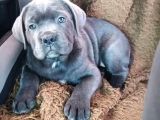 Cane Corso Safkan Di̇şi̇ Erkek Yavrularimiz