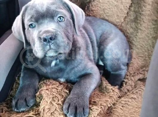 Cane Corso Safkan Di̇şi̇ Erkek Yavrularimiz görsel