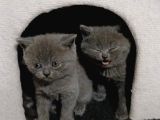 2Aylık Kedi