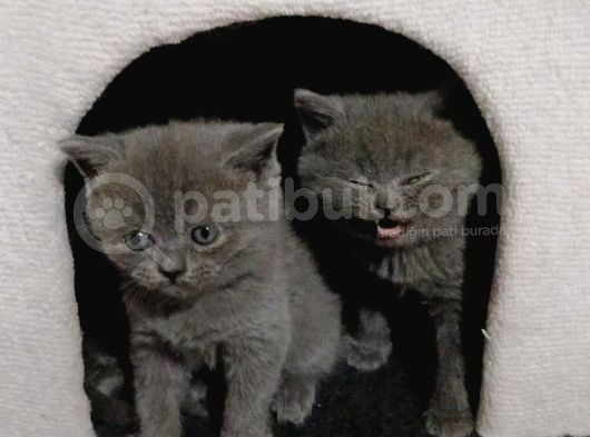 2Aylık Kedi görsel