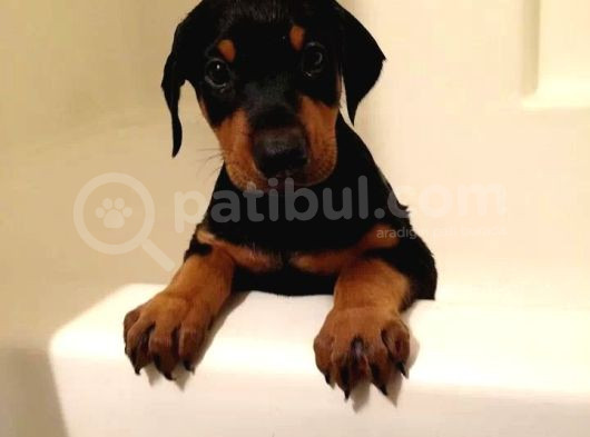 IRK GARANTİLİ ERKEK DİŞİ SAFKAN DOBERMAN YAVRULARIMIZ