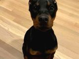 Irk Garanti̇li̇ Erkek Di̇şi̇ Safkan Doberman Yavrularimiz
