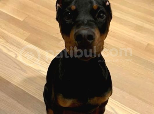 Irk Garanti̇li̇ Erkek Di̇şi̇ Safkan Doberman Yavrularimiz görsel