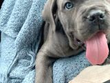 Cane Corso Safkan Di̇şi̇ Erkek Yavrularimiz