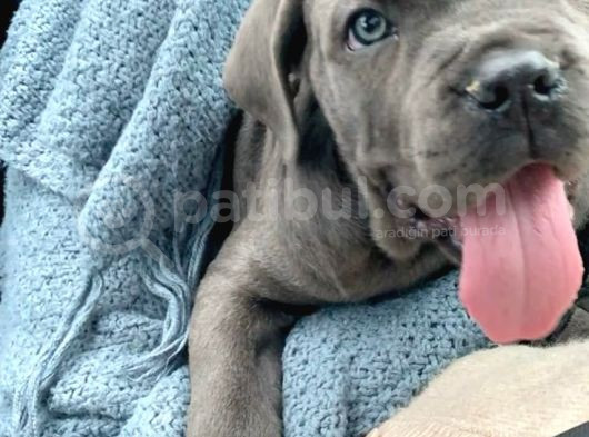 Cane Corso Safkan Di̇şi̇ Erkek Yavrularimiz görsel