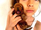 Aileden orjinal Scrli  Teacup Toy Poddle Yavruları