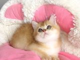 Kali̇te Sevenlere Özel Golden Ny12 Orange Bri̇ti̇sh
